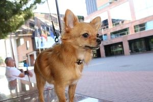 Fotografía de 'Diva' realizada ante el Ayuntamiento de Gavà.