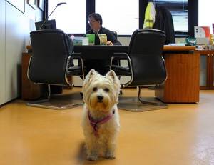 Nestlé Purina invita a las empresas a que permitan a sus trabajadores acudir con mascotas