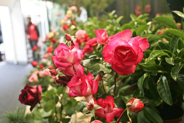 L’Exposició Nacional de Roses de Sant Feliu de Llobregat, amb més de 80 anys d'història, és un dels actes culturals més importants de l’any i un dels esdeveniments més emblemàtics de la ciutat.