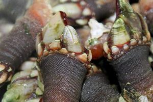 SAL, Sabores Atlánticos en A Coruña