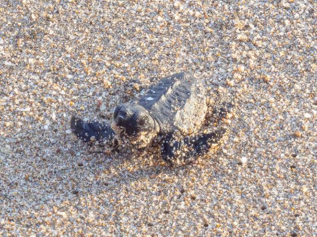 Una de las tortugas que nacieron en la playa de Cal Francès en Viladecans (FOTO: Aj. de Viladecans)