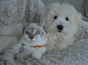 Abrera acogerá la Fira de Benestar Animal el 9 de mayo con adopciones y actividades familiares