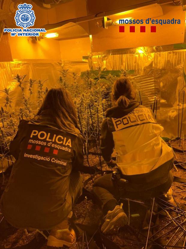 Actuación policial conjunta contra el narcotráfico en Castelldefels
