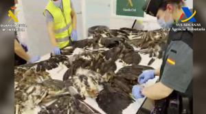 Detenido un contrabandista de aves protegidas: desde Kenia con 38 cadáveres en las maletas