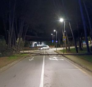 Castelldefels enfrenta caos por fuertes vientos: árboles caídos y parques cerrados