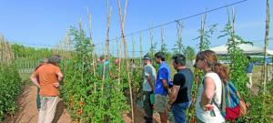 La próxima iniciativa de la Agròpolis definirá un novedoso modelo de placas fotovoltaicas móviles que generarán energía y a la vez cultivarán hortalizas bajo su protección (Foto: Irina Moreno i Martí).