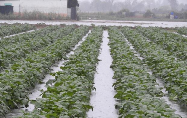 Los payeses de Gavà y Viladecans vaticinan que la agricultura puede desaparecer en cinco años