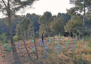 El secreto detrás del éxito de los emergentes vinos garajistas de Anna Estruch en El Papiol