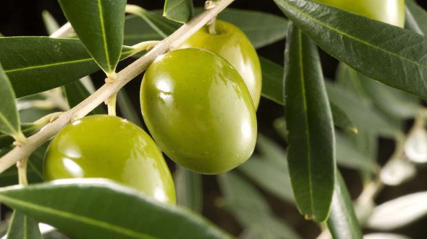Vallirana podría mejorar su economía en 10 años gracias a la plantación de olivos