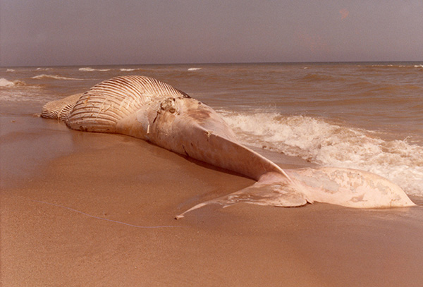 La ballena varada en la playa de El Prat.