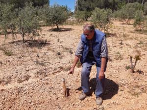 Batidas masivas o ruina: la controvertida solución para salvar los cultivos del Delta de los jabalís