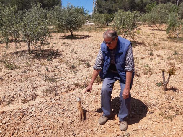 Batidas masivas o ruina: la controvertida solución para salvar los cultivos del Delta de los jabalís