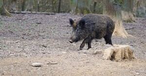 Begues se suma al radio de prevención por el brote de peste porcina