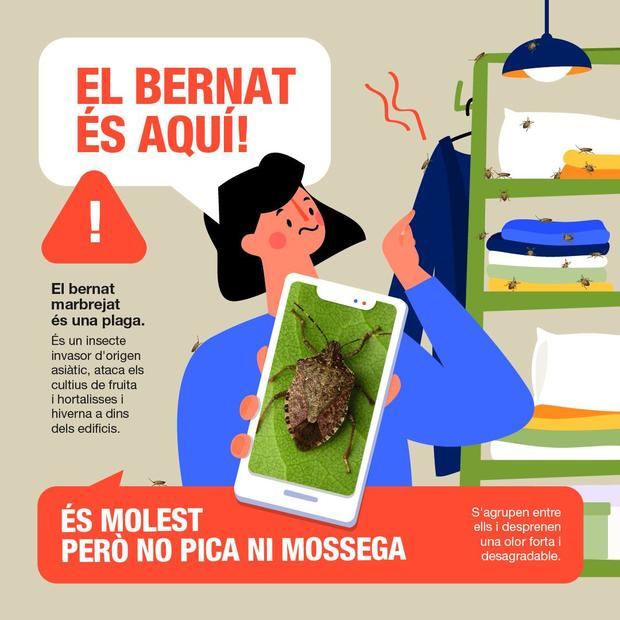 El bernat marbrejat podría incrementar la plaga en el Baix Llobregat tras la húmeda primavera