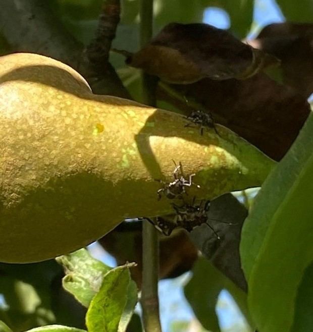 La plaga de Bernat Marbrejat afecta los cultivos del Parc Agrari del Baix Llobregat