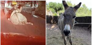Indignante maltrato animal en Corbera: un conductor ata un burro a su coche y lo arrastra
