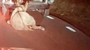 Tras las impactantes imágenes de un burro arrastrado por una furgoneta AnimaNaturis toma medidas