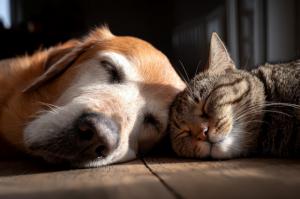 Calor extremo y mascotas: diez pautas para evitar urgencias veterinarias este verano