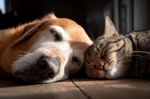 Calor extremo y mascotas: diez pautas para evitar urgencias veterinarias este verano