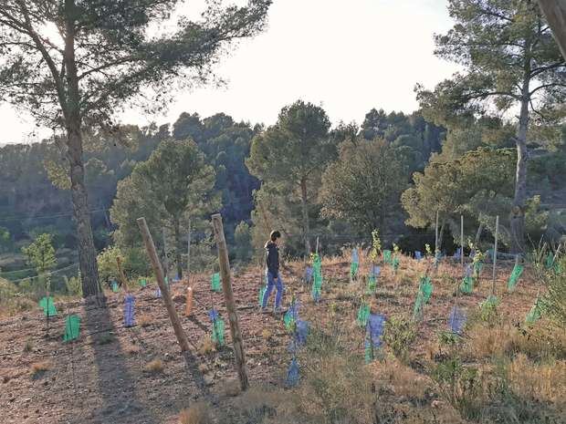 La enóloga Anna Estruch, transitando por sus viñedos de El Papiol donde cultiva cepas de garnacha blanca y de garró