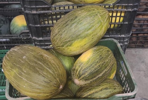 El Parc Agrari del Delta inicia la cosecha de melones, sandías y tomates