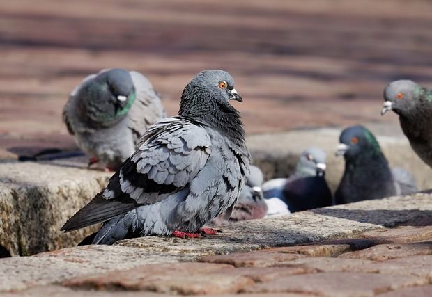El Ayuntamiento de Molins prohíbe alimentar a las palomas en vía pública