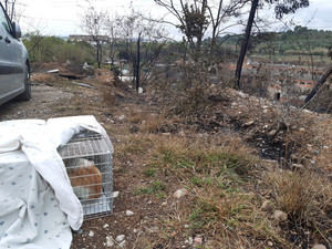 Voluntarios de Abrera recogen a 13 gatos en la zona afectada por el incendio