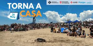 Castelldefels acogerá por primera vez la liberación de tortugas marinas del CRAM