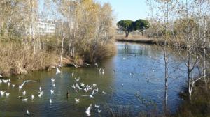 Castelldefels, un modelo a seguir en la protección del medio ambiente y las especies locales