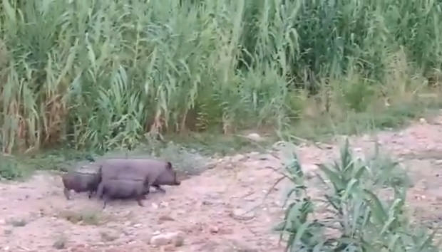 Los cerdos vietnamitas campan a sus anchas por el delta del Llobregat