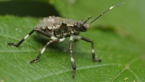 El insecto contra el cual se lucha en el Baix Llobregat.