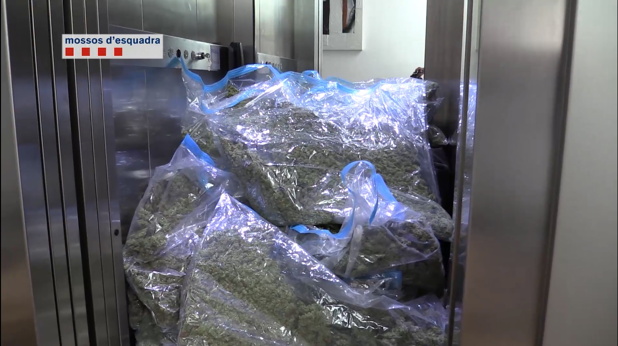 Mossos desmantella una organització criminal que introduïa marihuana a les associacions cannàbiques de l’àrea metropolitana de Barcelona
