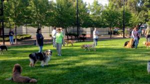 Cornellà impone más de 800 sanciones por no censar correctamente a las mascotas