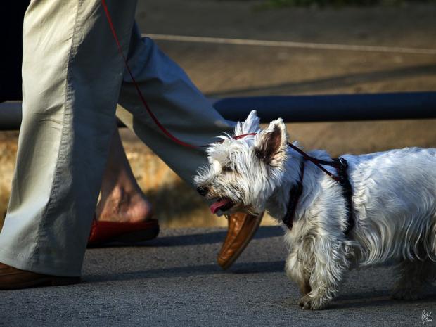 Cornellà amplía su oferta 'perruna': dos nuevos 'correcanes' en Sant Ildefons y Almeda
