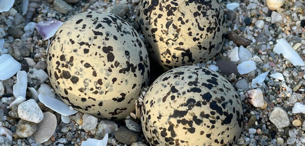 La mejora del hábitat natural revive al ‘corriol camanegre’ en el Delta del Llobregat