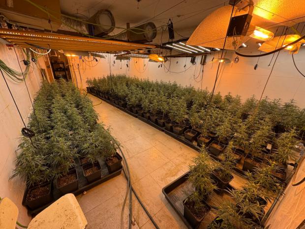 Cuatro detenidos en el desmantelamiento de un centro de producción y distribución de marihuana en Martorell