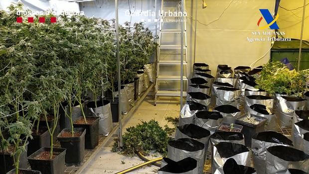 Desmantelado un cultivo intensivo de marihuana en l’Hospitalet de Llobregat