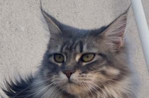 ¿Has visto a esta gata desaparecida en Sant Boi? Tu colaboración es básica para encontrarla