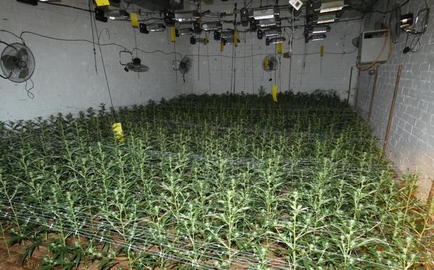 Una vivienda de L’Hospitalet escondía un cultivo con 1.400 plantas de marihuana