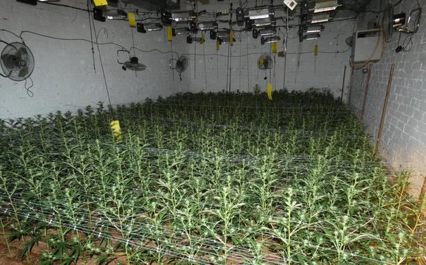 Una vivienda de L’Hospitalet escondía un cultivo con 1.400 plantas de marihuana