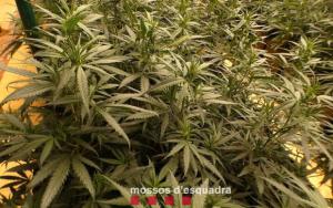 Dos detenidos en Gavà por cultivar marihuana en una casa en ruinas al lado de comisaría