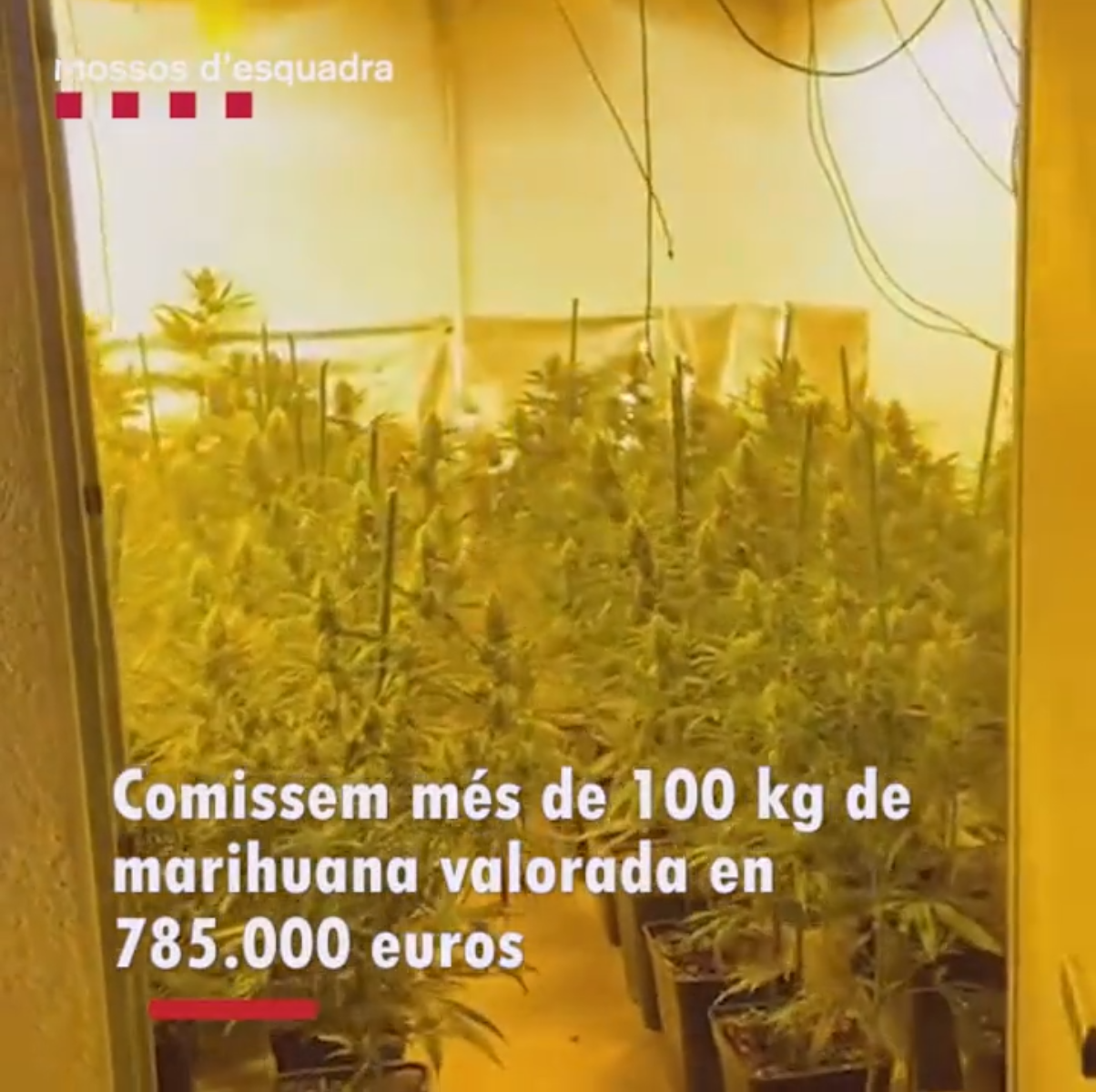 En prisión 3 responsables de una plantación de marihuana en una casa ocupada en Abrera