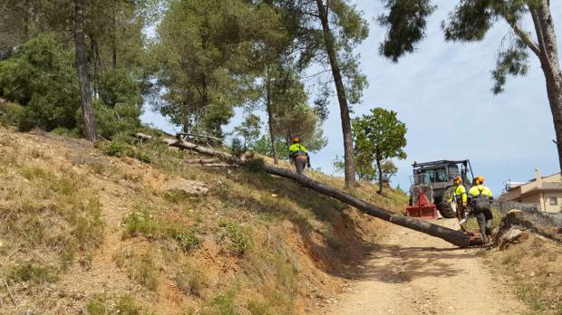 Trabajos de prevención de incendios forestales en las zonas de riesgo