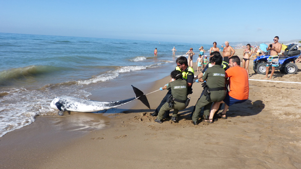 El temporal marítimo arrastra a un delfín muerto hasta la playa de Gavà