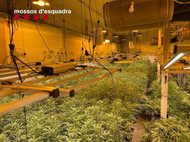 6 detenidos en Olesa de Montserrat como autores de una gran plantación de marihuana