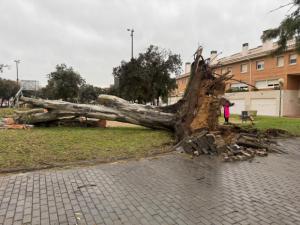 El vendaval arrasa el Baix y L’Hospitalet: caos, heridos graves y miles de llamadas de emergencia