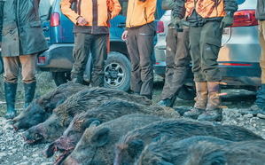 Senglars: menys discursos i més gestió