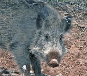 Conviure amb la fauna: més enllà de la caça i el conflicte