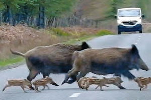 Los jabalíes como síntoma