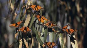 Castelldefels dedica la Jugatecambiental del fin de semana al Día de las Mariposas